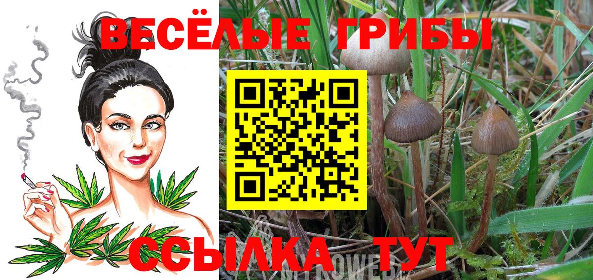 Псилоцибиновые грибы мицелий Каменск-Шахтинский